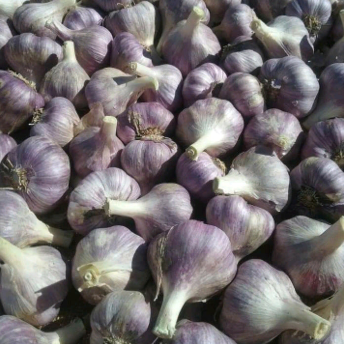 Fresh Garlic | Australian Purple
