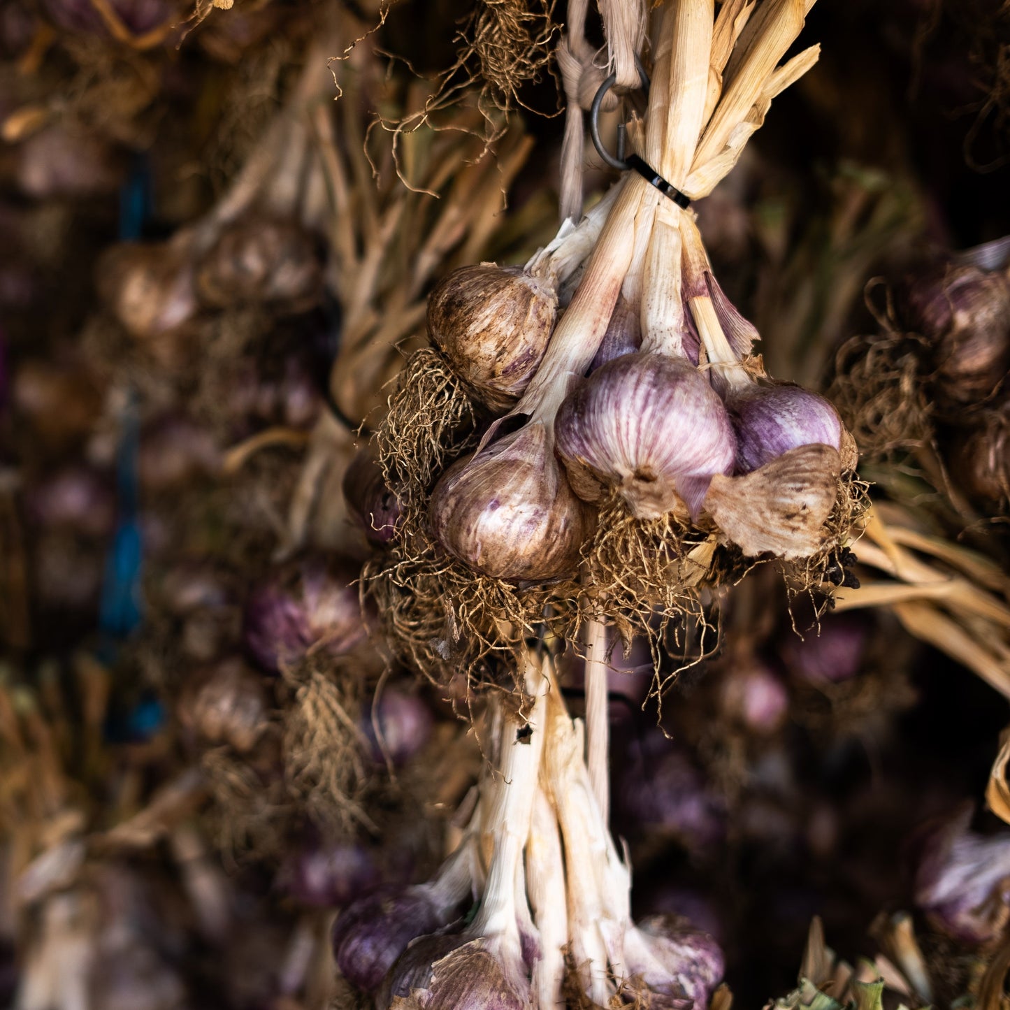 Fresh Garlic | Australian Purple