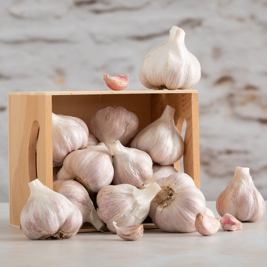 Burando Downs purple garlic