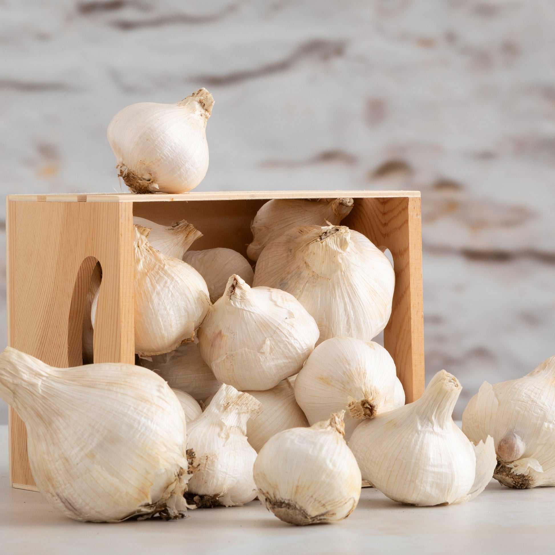 Burando Downs Russian Garlic